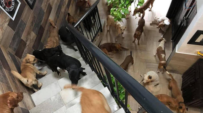 ฮีโร่หมาจร ฮีโร่หมาจร