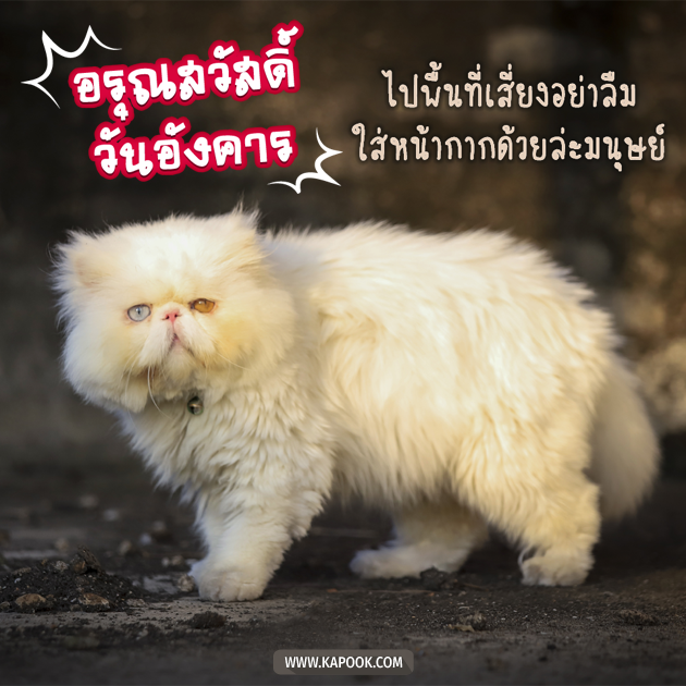 ดูดวงรายวัน ดูดวงรายวัน