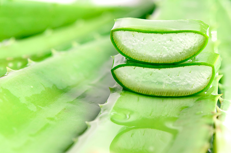 ว่านหางจระเข้ ว่านหางจระเข้