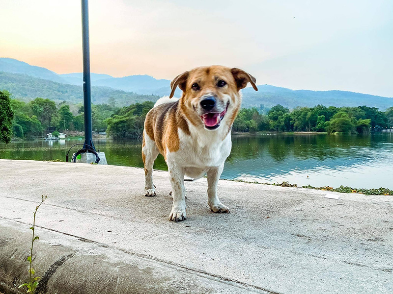 พี่เตี้ย พี่เตี้ย