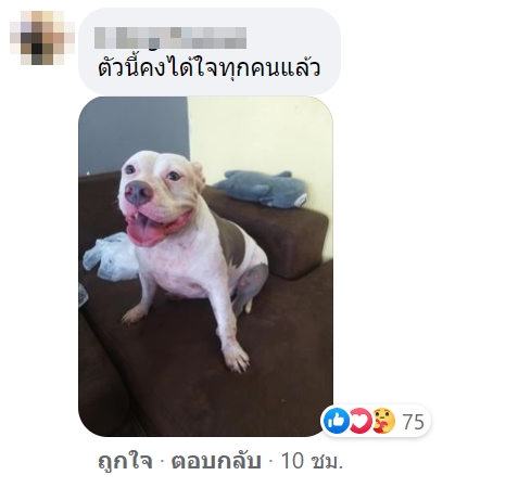 เจ้าภริดา หมาพิตบูล เจ้าภริดา หมาพิตบูล