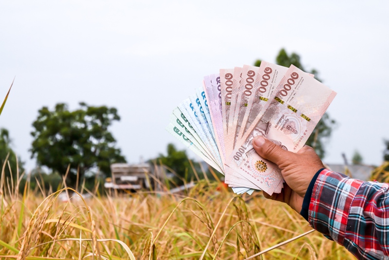 ประกันรายได้เกษตรกร ประกันรายได้เกษตรกร