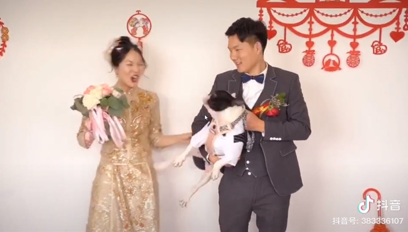 น้องหมาถีบเจ้าของ น้องหมาถีบเจ้าของ