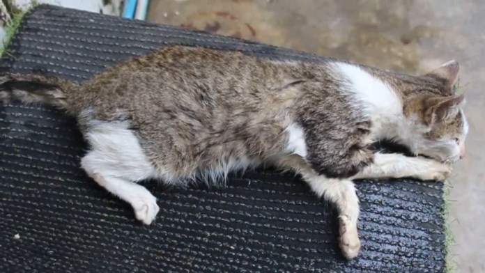 แมวตายเกลื่อนหมู่บ้าน แมวตายเกลื่อนหมู่บ้าน