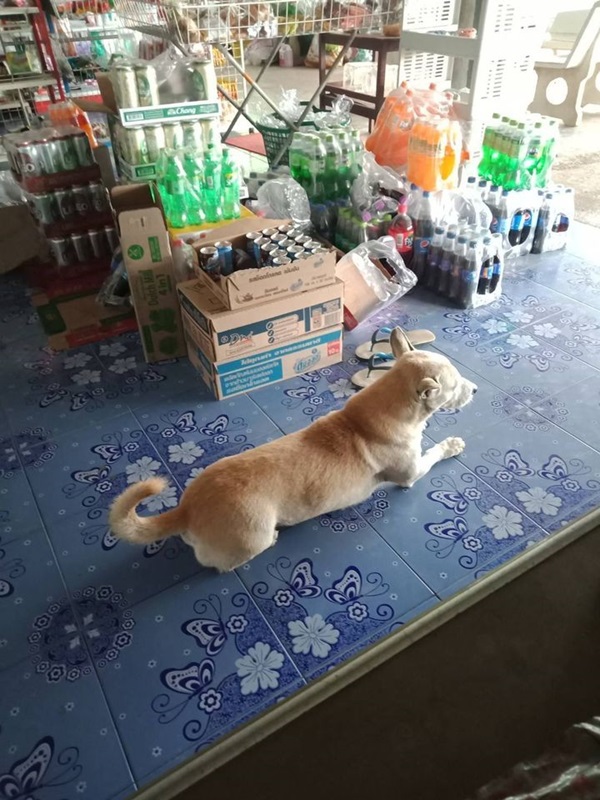 ฆ่าหมา ฆ่าหมา