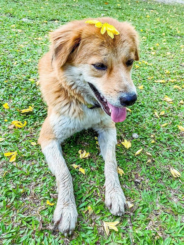 พี่เตี้ย มช พี่เตี้ย มช