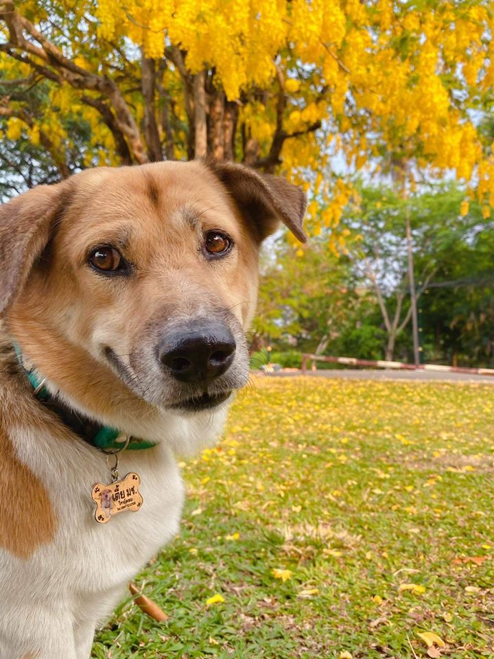 พี่เตี้ย มช พี่เตี้ย มช