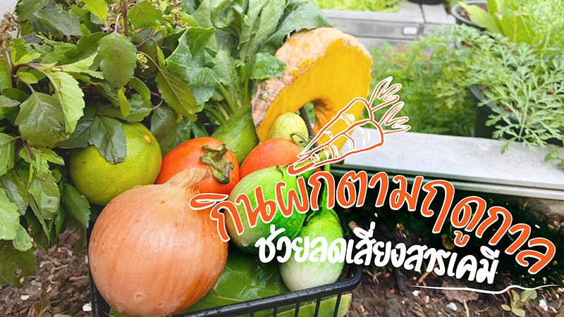 กินผักตามฤดูกาล กินผักตามฤดูกาล ช่วยลดเสี่ยงสารเคมี