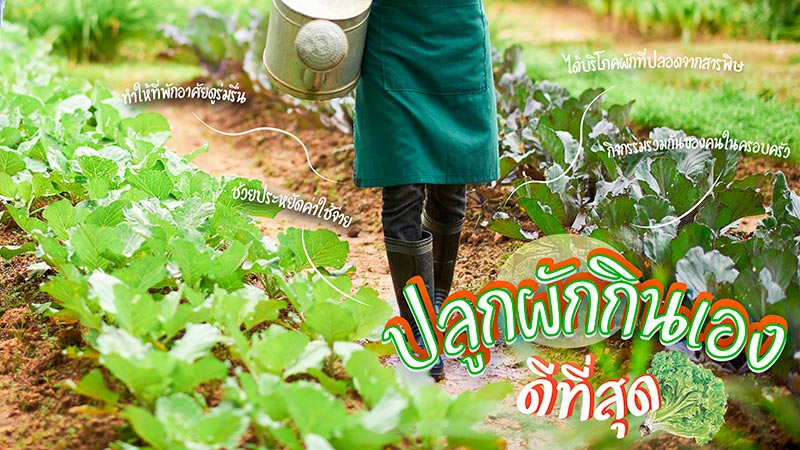 กินผักตามฤดูกาล ปลูกผักกินเองดีที่สุด