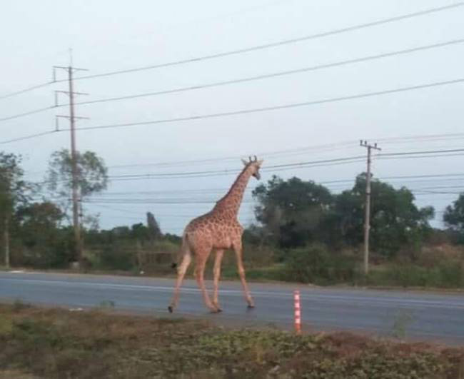 ยีราฟจมน้ำตาย ยีราฟจมน้ำตาย
