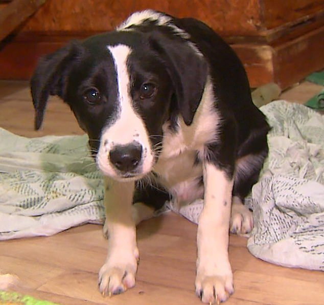 กินเนื้อหมา กินเนื้อหมา