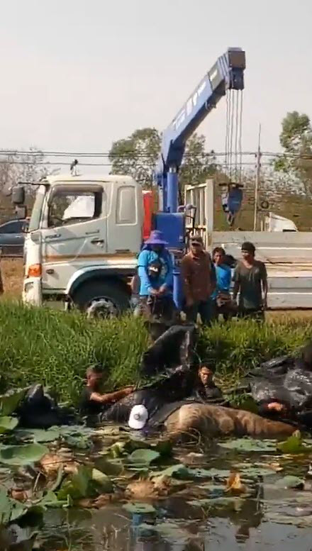 ยีราฟตาย ยีราฟตาย