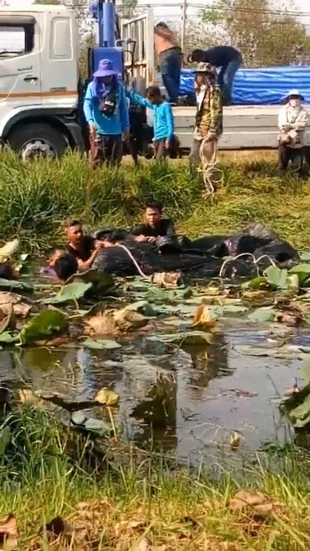 ยีราฟตาย ยีราฟตาย