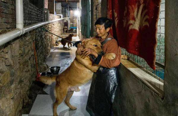 คุณป้าเลี้ยงหมา 1,300 ตัว คุณป้าเลี้ยงหมา 1,300 ตัว