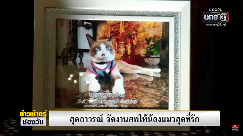 จัดงานศพให้แมว จัดงานศพให้แมว