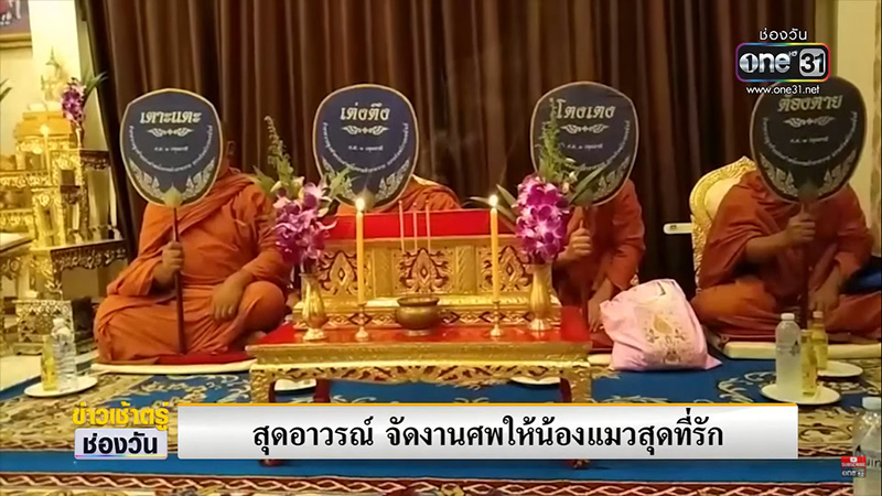 จัดงานศพให้แมว จัดงานศพให้แมว