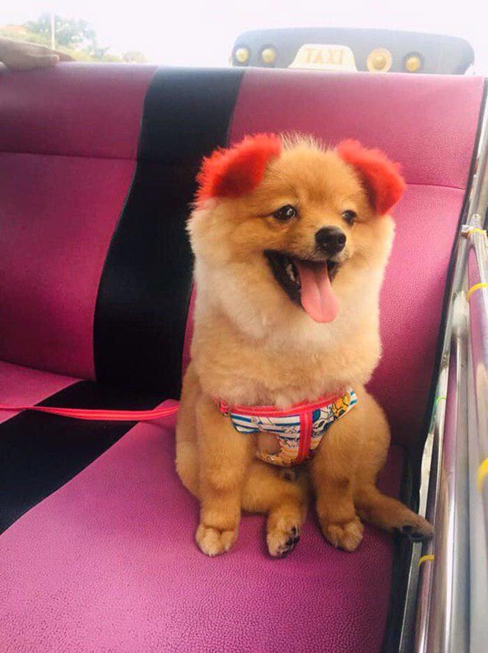 น้องหมาดิฟฟี่ น้องหมาดิฟฟี่
