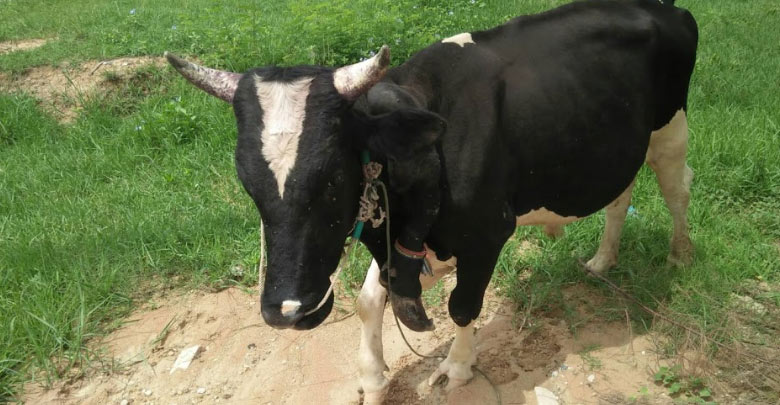 วัว 5 ขา วัว 5 ขา