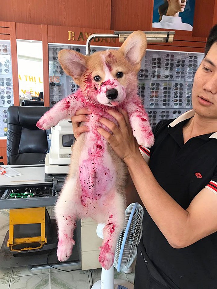 หมาน่ารัก หมาน่ารัก