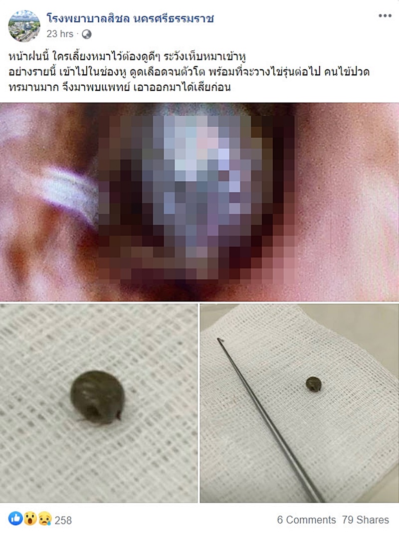 เห็บ เห็บ