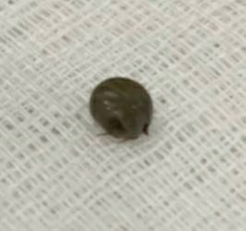 เห็บ เห็บ