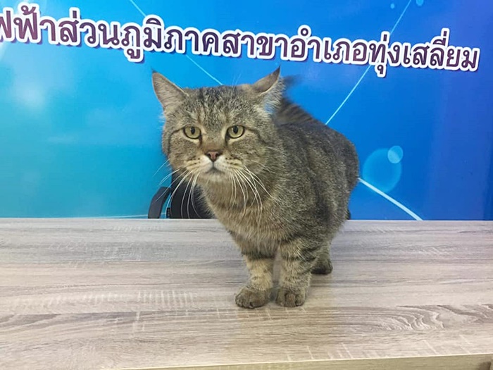 แมวอ้วน แมวอ้วน