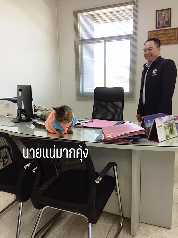 แมวอ้วน แมวอ้วน