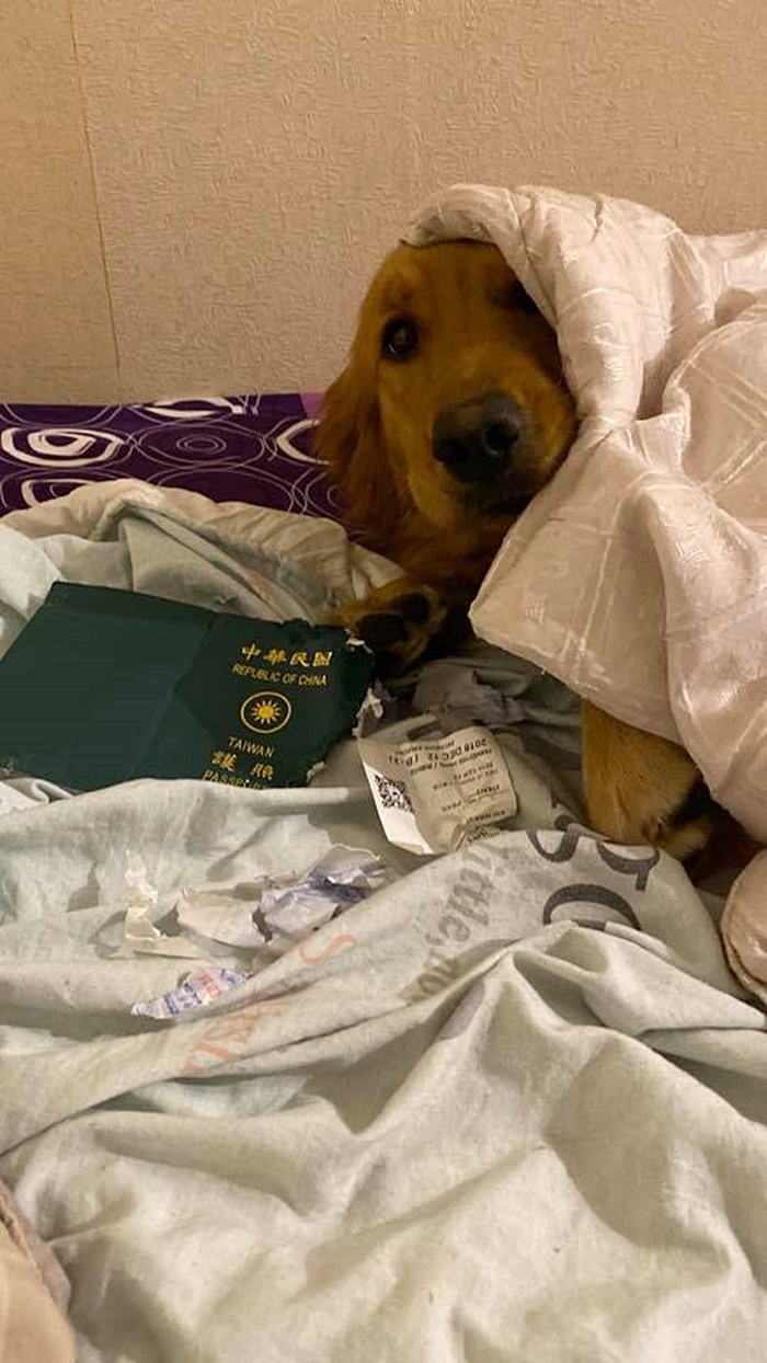 สุนัข สุนัข