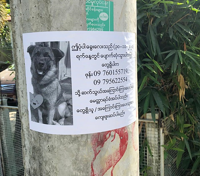 สุนัขหายจากบ้าน  สุนัขหายจากบ้าน