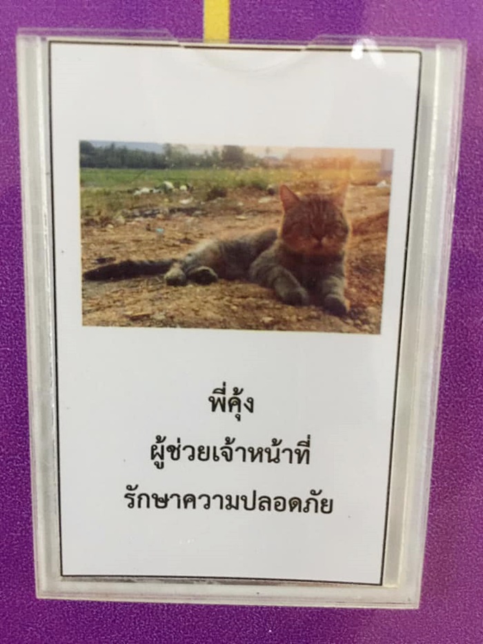 แมวอ้วน แมวอ้วน