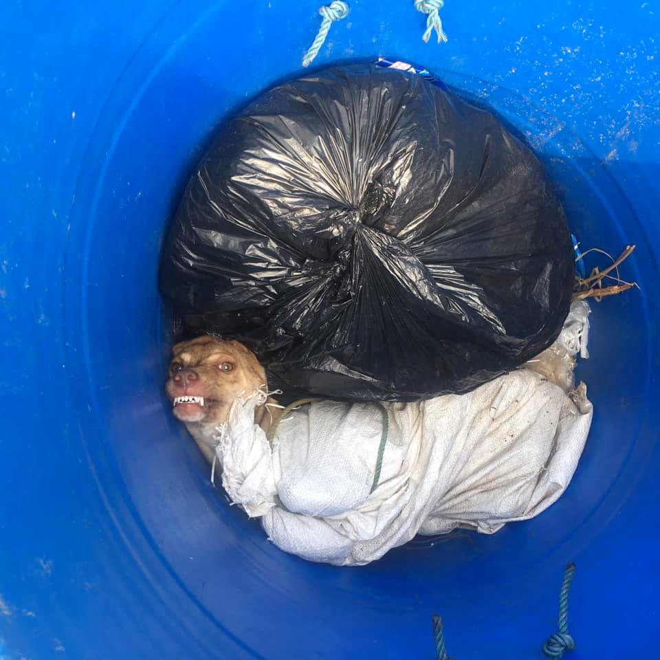 ช่วยหมา ช่วยหมา