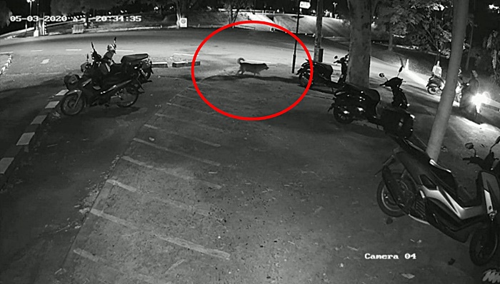 เตี้ย มช.  เตี้ย มช.