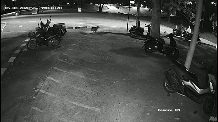 เตี้ย มช. เตี้ย มช.