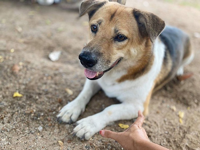 เตี้ย มช. เตี้ย มช.