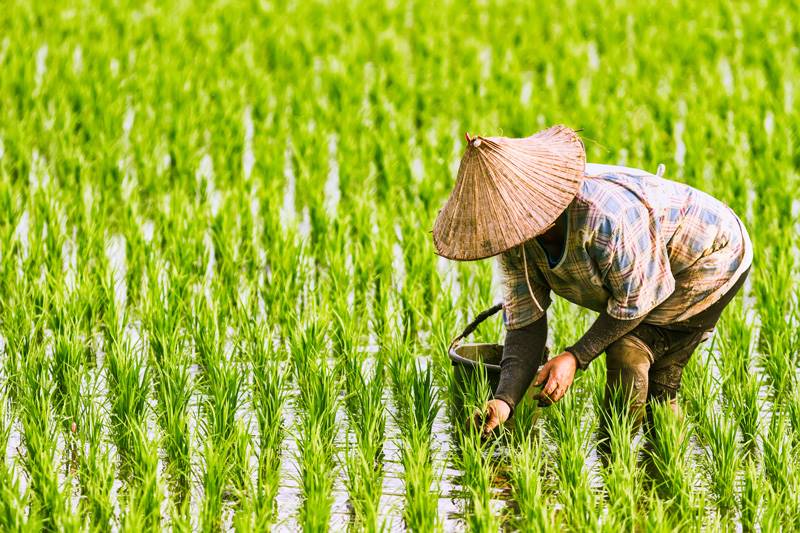 เงินเยียวยาเกษตรกร 15,000 เงินเยียวยาเกษตรกร 15,000