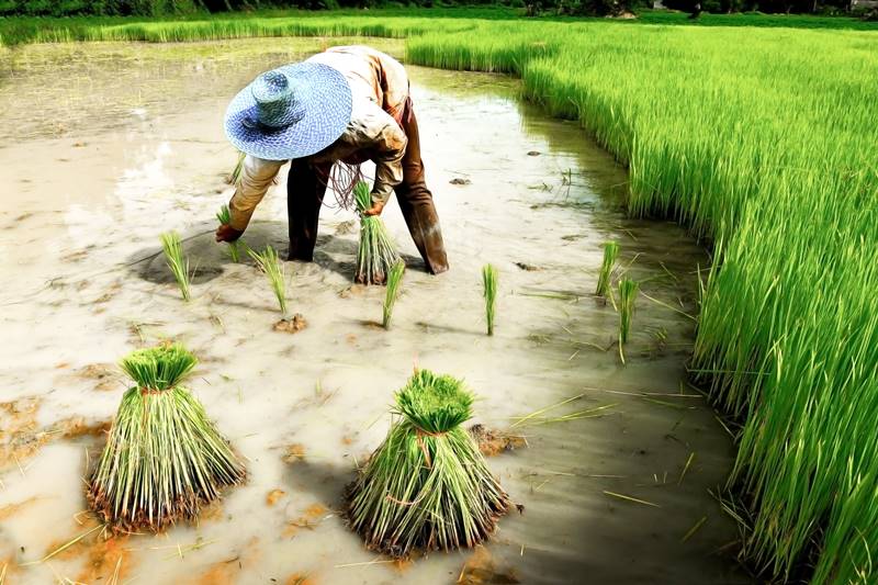 เยียวยาเกษตรกร.com เยียวยาเกษตรกร.com