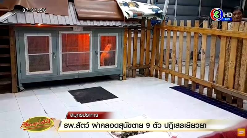 ดราม่าผ่าคลอดหมา ดราม่าผ่าคลอดหมา