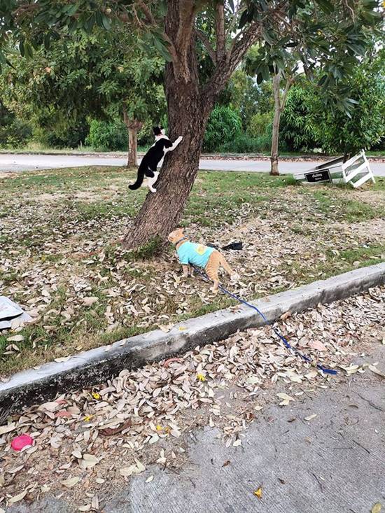 อ้วน แมวผู้ต้องหา อ้วน แมวผู้ต้องหา