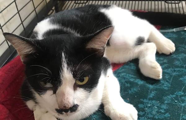 อ้วน แมวผู้ต้องหา อ้วน แมวผู้ต้องหา