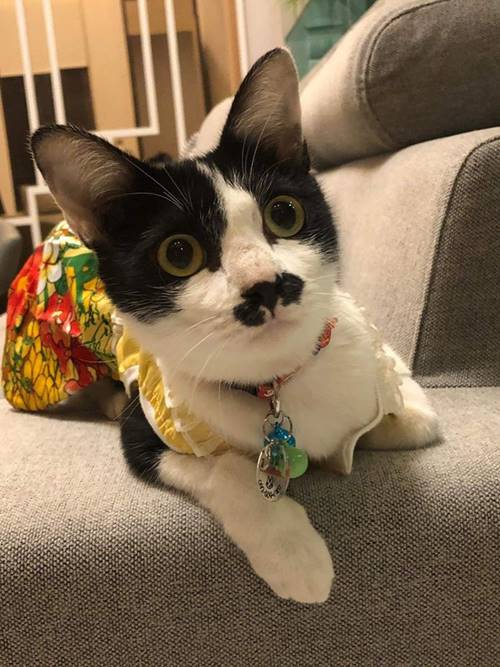 อ้วน แมวผู้ต้องหา อ้วน แมวผู้ต้องหา