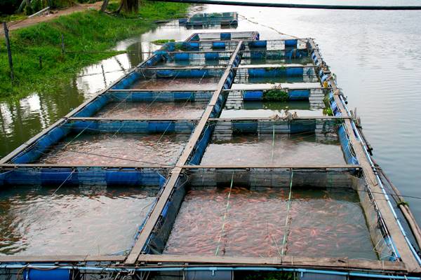 โครงการฟื้นฟูเกษตรกร โครงการฟื้นฟูเกษตรกร