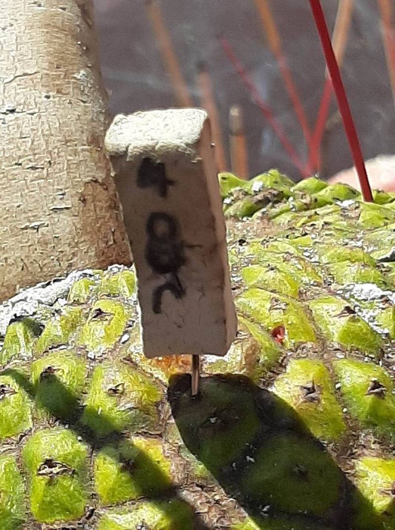 ตะเคียนทองยักษ์ นครสวรรค์ ตะเคียนทองยักษ์ นครสวรรค์