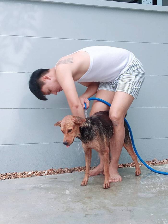 หมาหมูทะ หมาหมูทะ