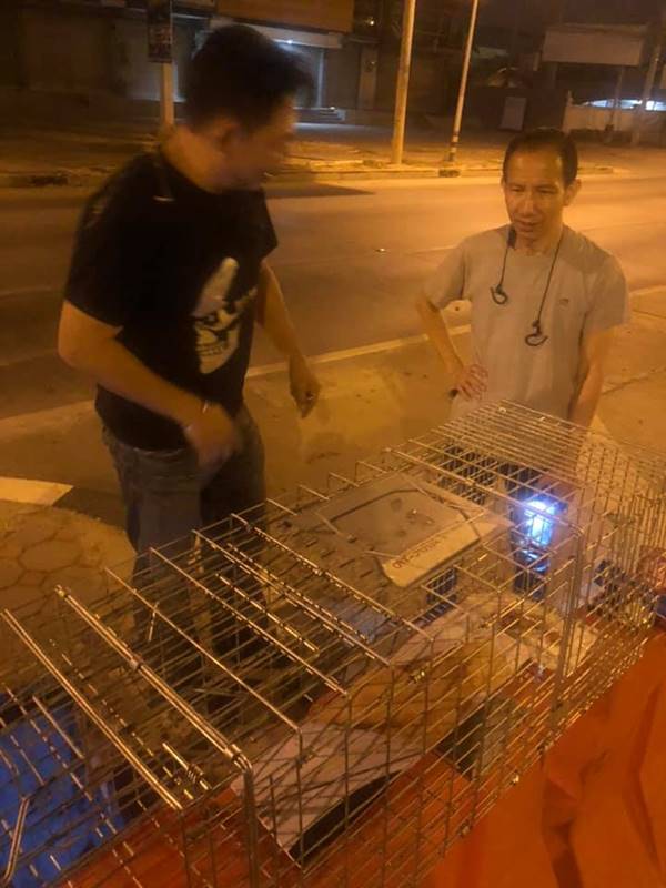 แมวติดท่อ แมวติดท่อ