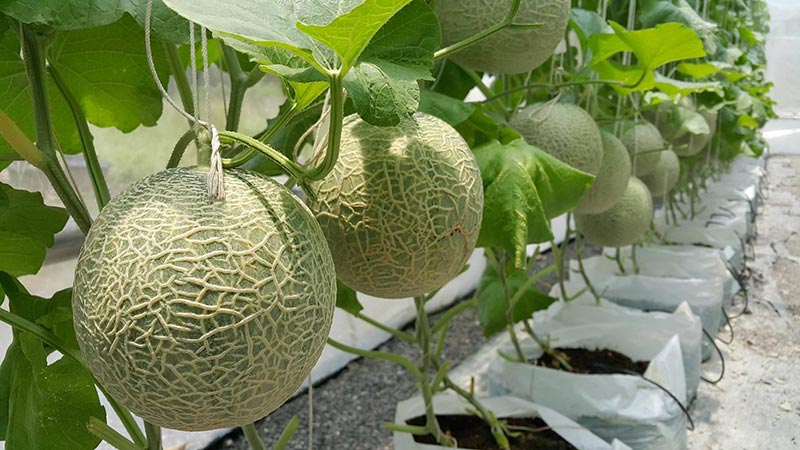 ที่เที่ยวสุราษฎร์ธานี JUST MELON