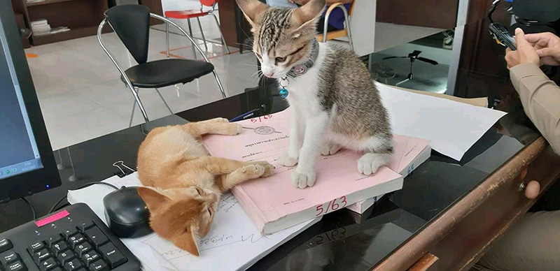 น้องโกมิน น้องโกมิน