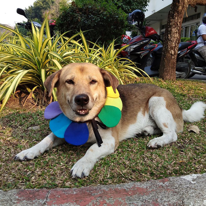 เตี้ย มช. เตี้ย มช.