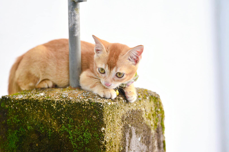 น้องโกมิน น้องโกมิน