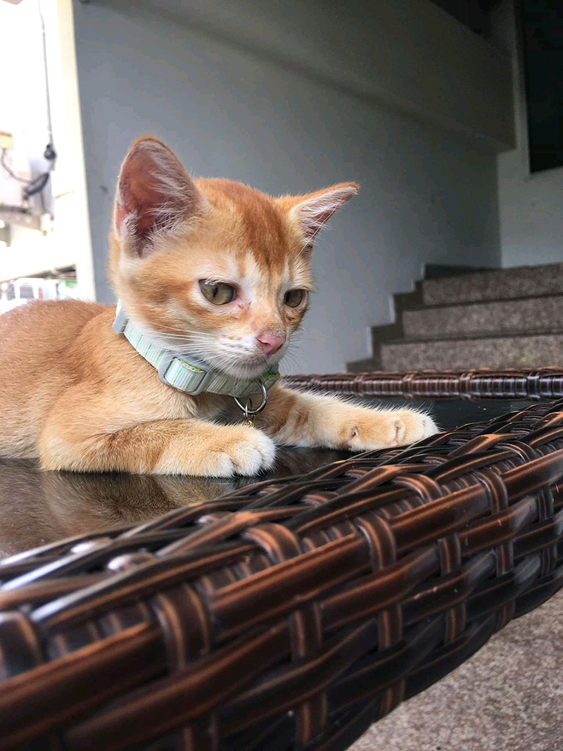 น้องโกมิน น้องโกมิน