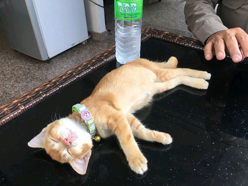 น้องโกมิน น้องโกมิน